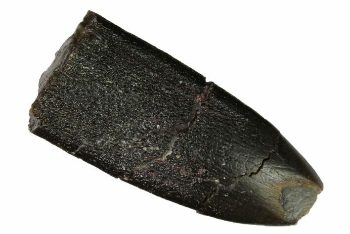 Rare, Sauropod Dinosaur (Apatosaurus) Tooth - Colorado #169030